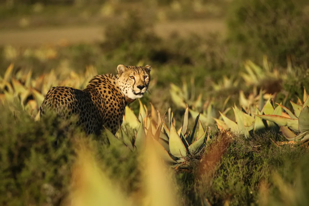 Cheetah