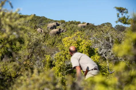 iSanti Big-5 Game Reserve and Magic Hills Private Collection auf einer Fläche von unglaublichen 167 Quadratkilometern in Südafrika! - Elephant in the Spekboom (16815)