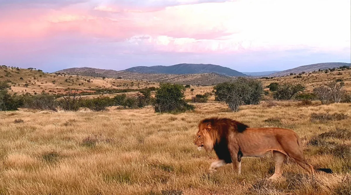 iSanti Lion with possible Barbary Lion genetics_Upscale