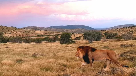 iSanti Big-5 Game Reserve and Magic Hills Private Collection auf einer Fläche von unglaublichen 167 Quadratkilometern in Südafrika! - iSanti Lion with possible Barbary Lion genetics_Upscale (16821)