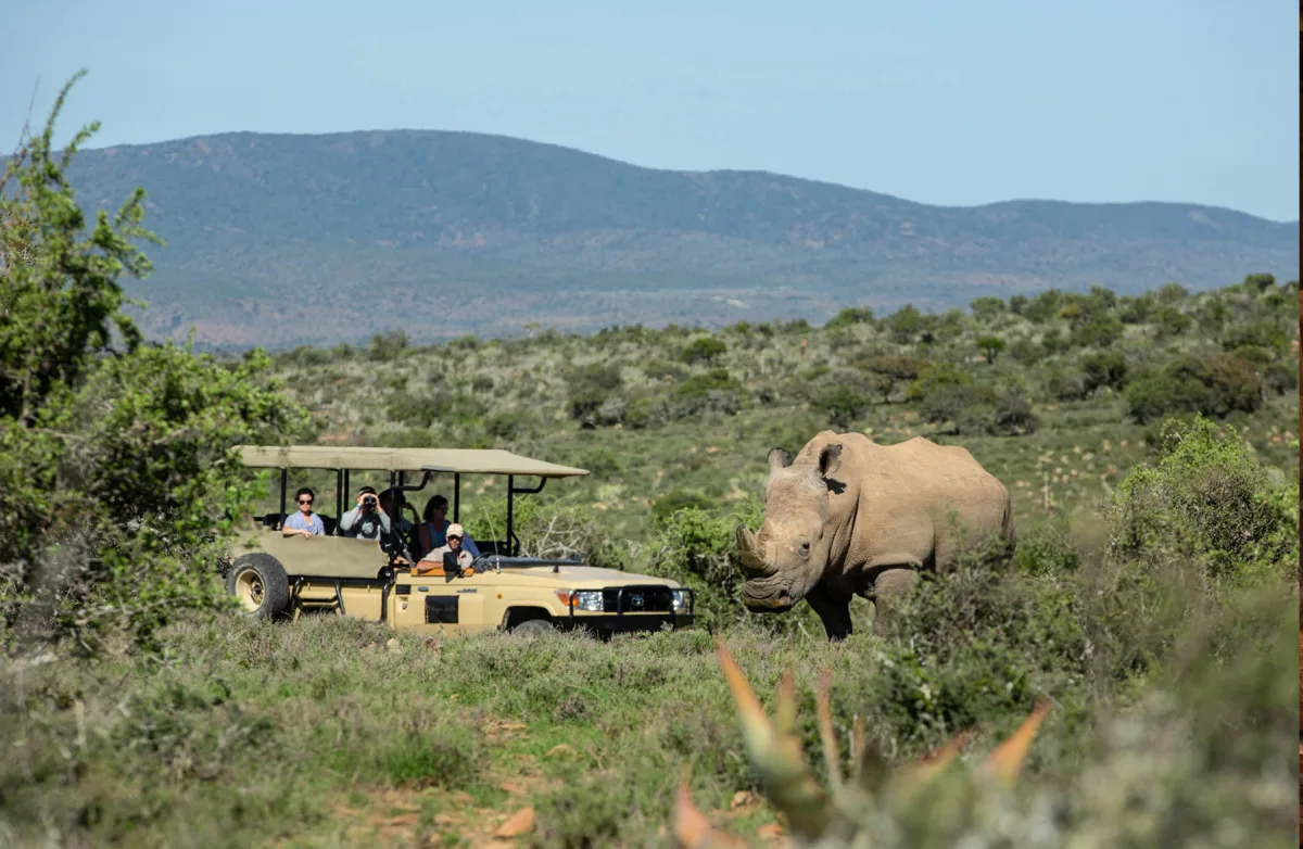 White Rhino sighting, on game drive