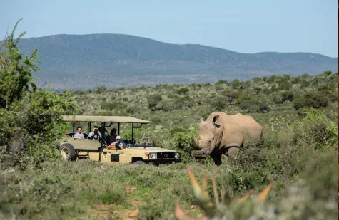 iSanti Big-5 Game Reserve and Magic Hills Private Collection auf einer Fläche von unglaublichen 167 Quadratkilometern in Südafrika! - White Rhino sighting, on game drive (16830)