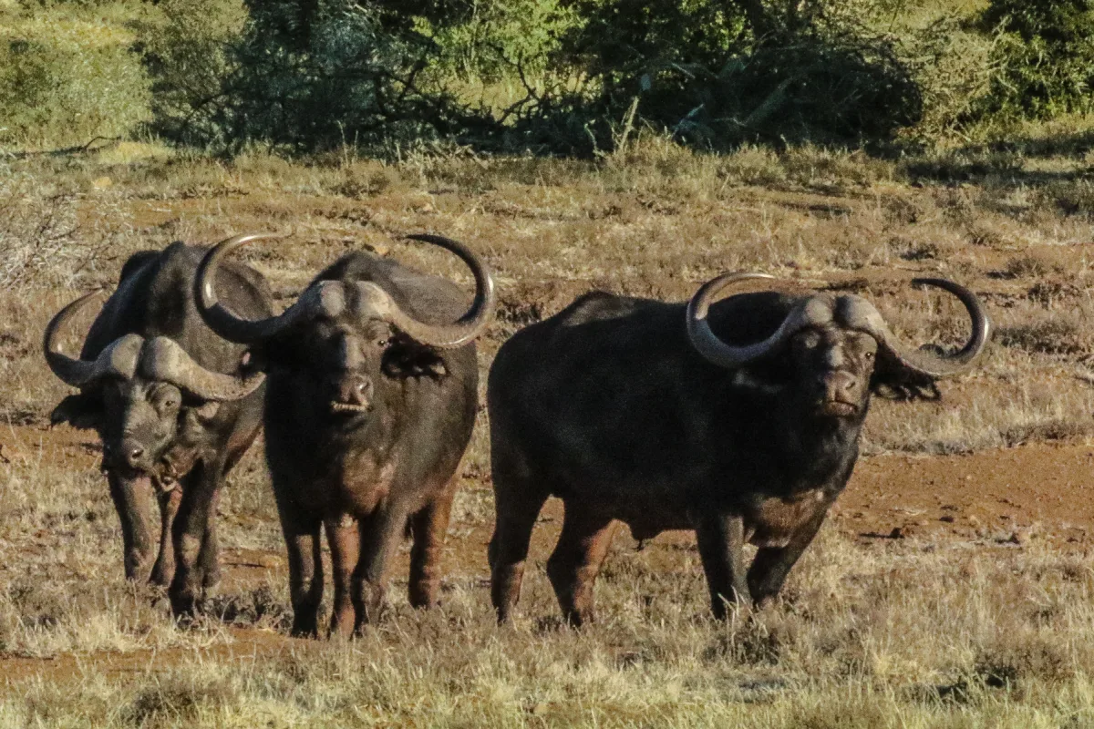 Buffalo