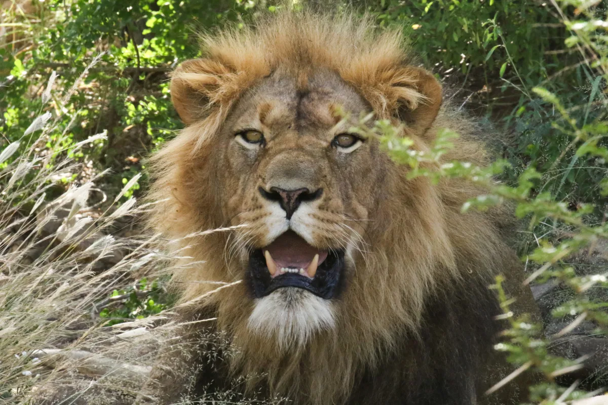 Magnificent iSanti Lion